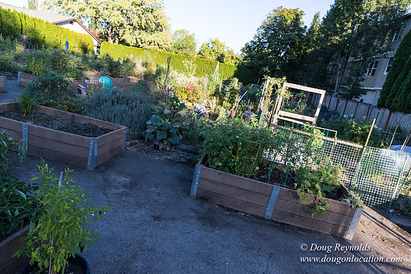 Beaverton C Garden-3956