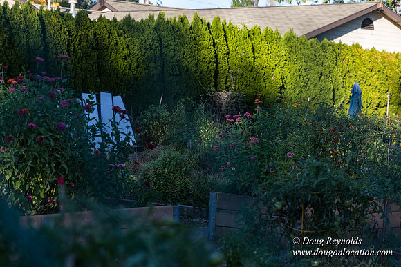 Beaverton C Garden-3963