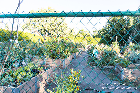 Beaverton C Garden-3965