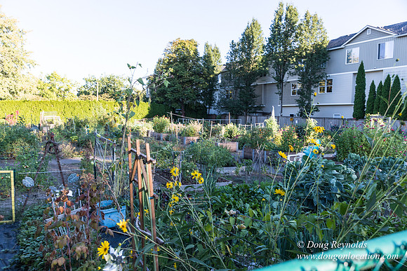 Beaverton C Garden-3970