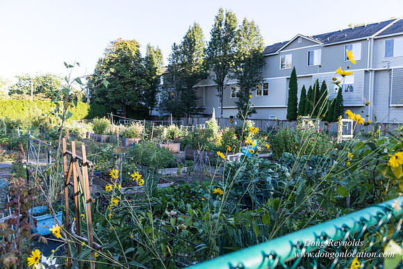 Beaverton C Garden-3971