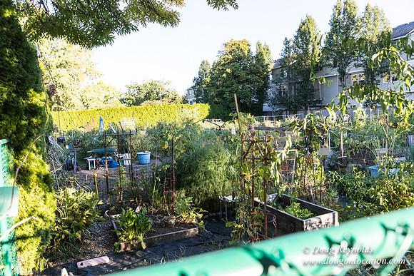 Beaverton C Garden-3972