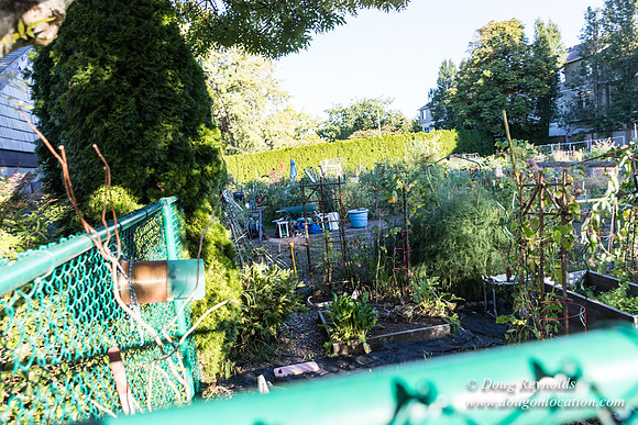 Beaverton C Garden-3973