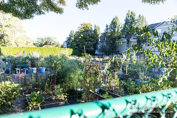 Beaverton C Garden-3975