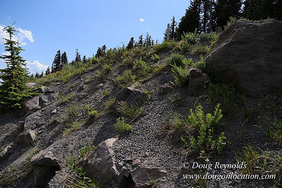 Timberline East rock-6809