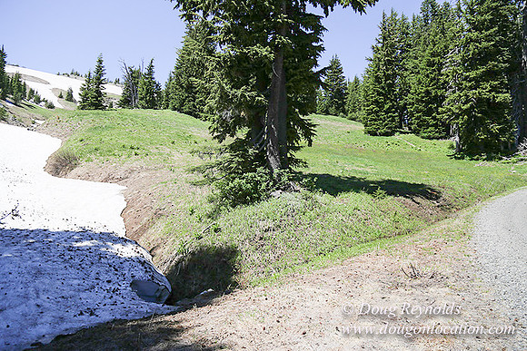 Medow's Snow-5620