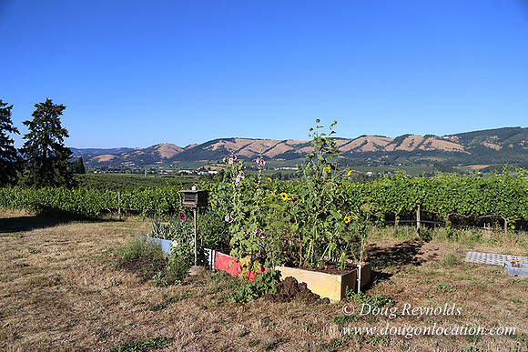 Patricks Farm Well maintained property, Lots of flowers Old Barn Farm House fruit trees Berries, Goats, Chicken’s, Turkey,