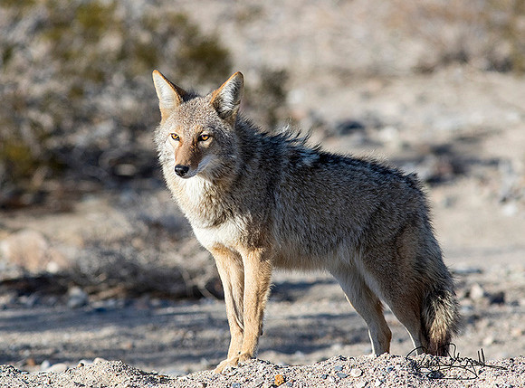 Coyote