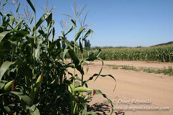 Farm 4 has Barns Shops they grow Wheat and Corn.  in the Portland Zone