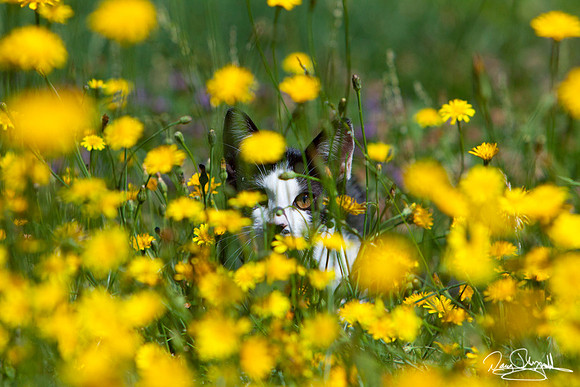 Black & White Cat in Yellow Flowers