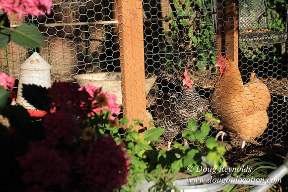 Home" Bungalow, Bee's Back yard Chickens, Small,