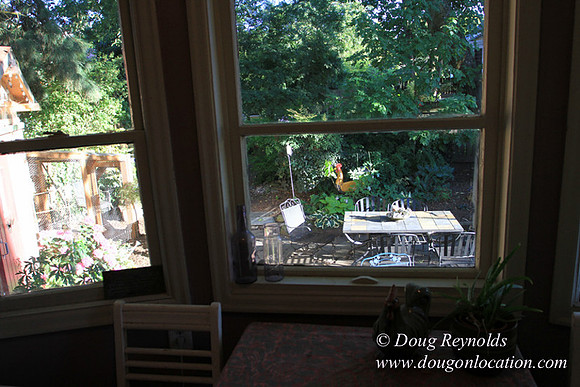 Home" Bungalow, Bee's Back yard Chickens, Small,