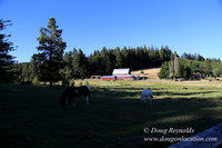Neil Creek Horses-8556
