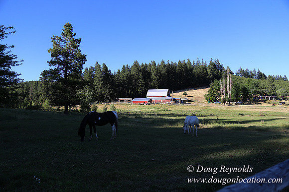 Neil Creek Horses-8556