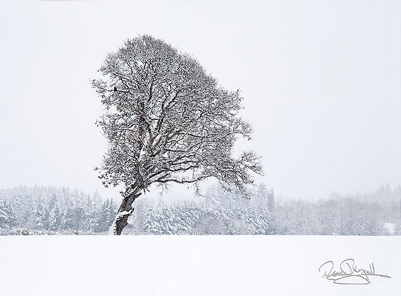 Hawk in Snowy Oak