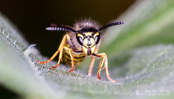 Yellow Jacket