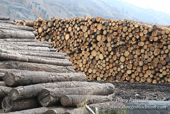 SDS Lumber-1441