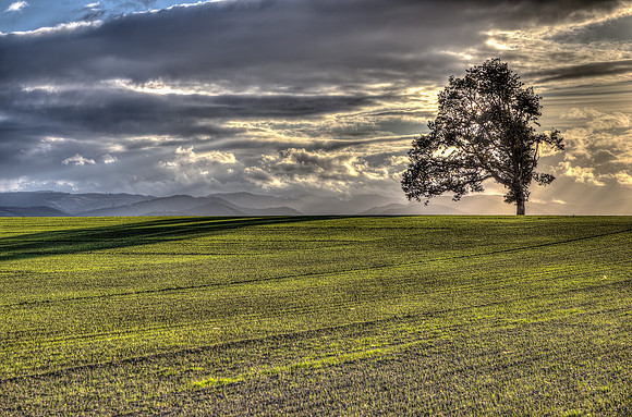 Lonely Tree