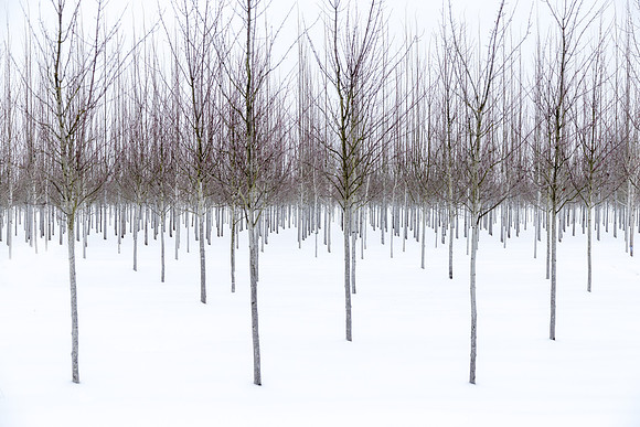 Bare Trees in Snow