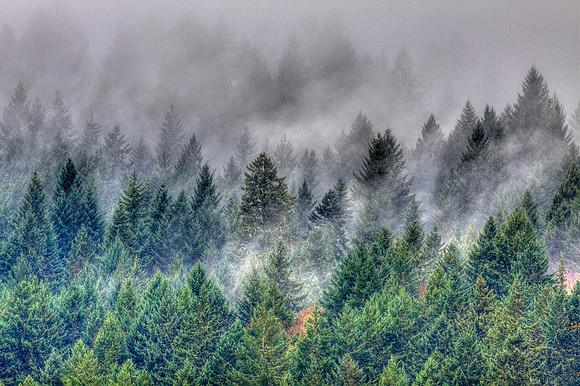 Trees and Fog