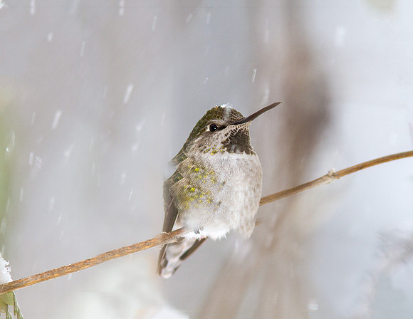 Hummingbird in the snow