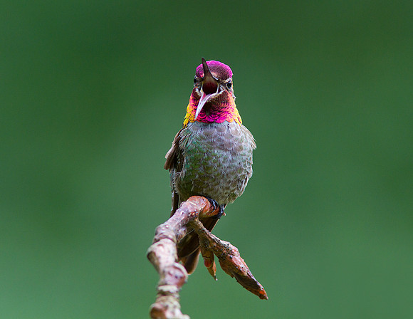 Anna"s Hummingbird