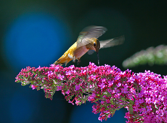 Hummingbird & Buttterfly Bush