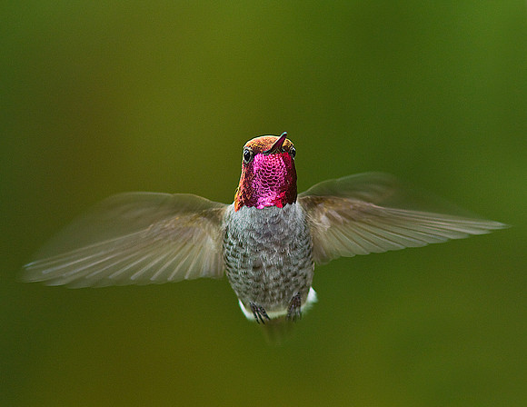 Hummingbird Flying