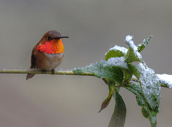 Rufous Hummingbird in Snow