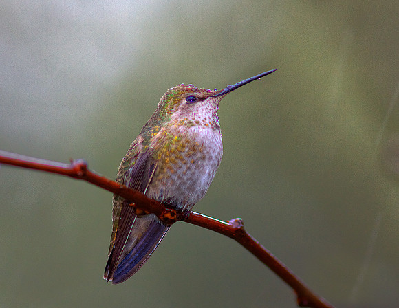 Hummingbird in Rain