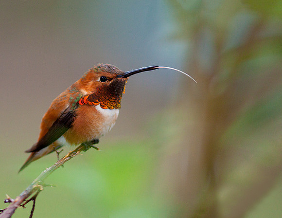 Hummingbird on a Stick