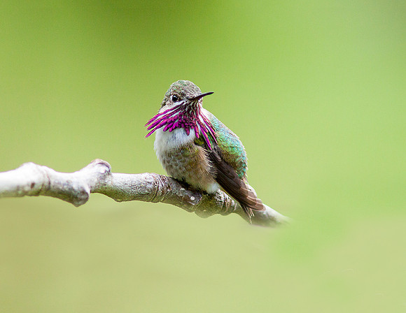 Hummingbird on a Stick