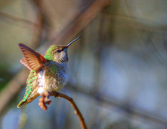 Hummingbird on a Stick