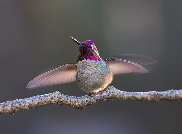 Order Hummingbird Note Cards