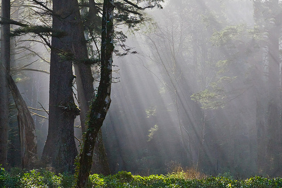 Trees in Fog with god rays