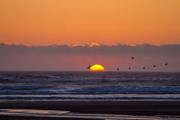 Sunset and Gulls
