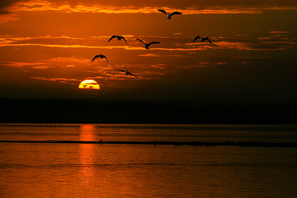 Nestucca Bay Sunset Geese