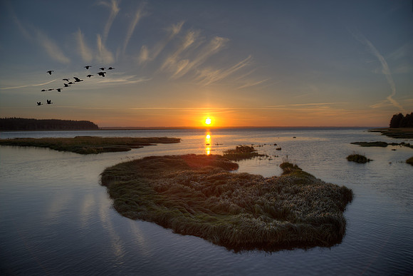 Willapa Bay Sunset Geese