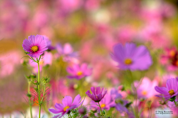 Wild Flowers