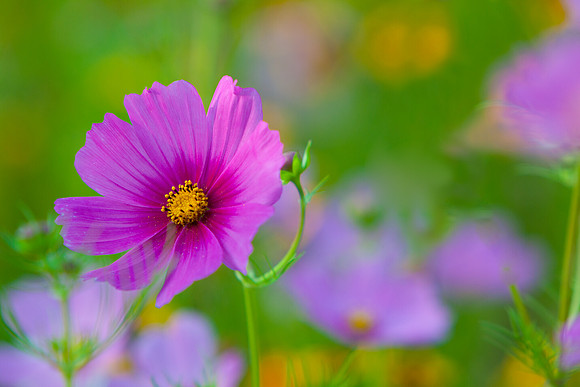 Oregon Wild Flowers