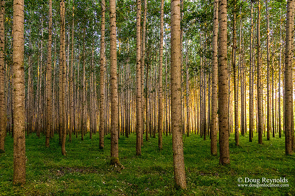 LCG & GWG Tree Farm