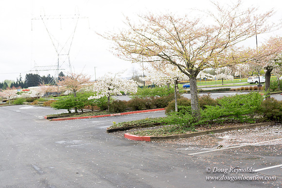 HB Stadium Parking