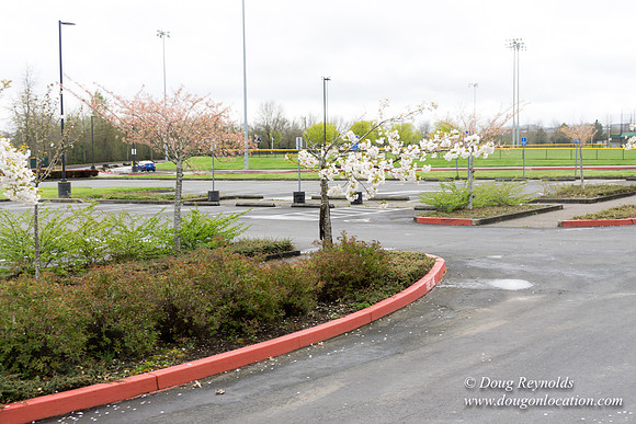 HB Stadium Parking
