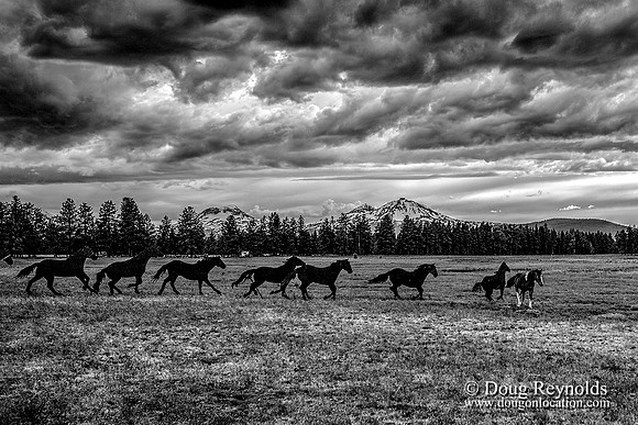 Sisters Horses