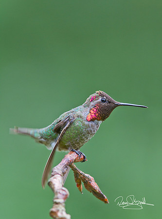 Hummingbird on a Stick