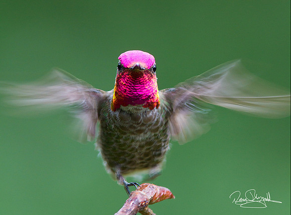 Anna"s Hummingbird