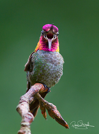 Anna"s Hummingbird