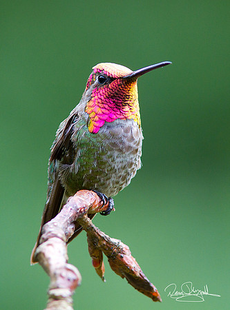 Anna"s Hummingbird