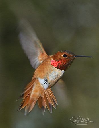 Rufas Hummingbird Flying