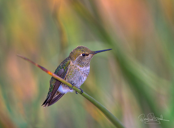 Hummingbird on a Stick